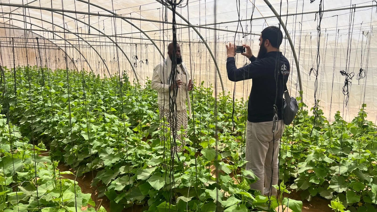 Yemen Kalkınma Projesi - Seracılık